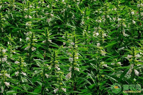 芝麻的種植時間和方法